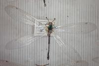 Myrmeleon inconspicuus