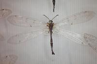 Distoleon tetragrammicus