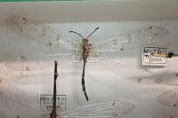 Distoleon tetragrammicus