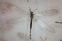 Distoleon tetragrammicus