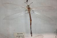 Creoleon lugdunensis