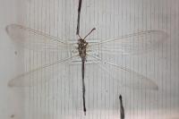 Creoleon lugdunensis