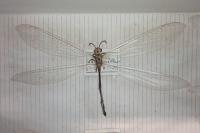 Creoleon lugdunensis