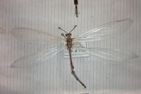 Creoleon lugdunensis