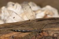 Distoleon tetragrammicus
