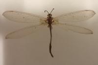 Creoleon lugdunensis
