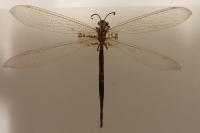 Creoleon lugdunensis