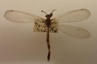 Myrmeleon inconspicuus