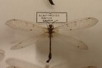 Distoleon tetragrammicus