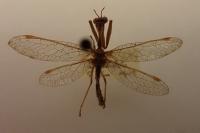 Mantispa styriaca