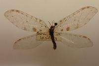 Osmylus fulvicephalus