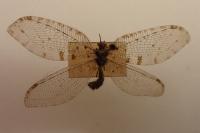 Osmylus fulvicephalus