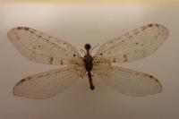 Osmylus fulvicephalus