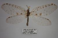 Osmylus fulvicephalus