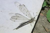 Distoleon tetragrammicus