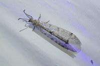 Distoleon tetragrammicus