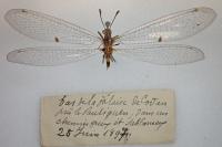 Megistopus flavicornis