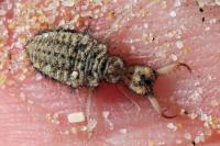 Myrmeleon inconspicuus
