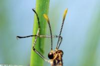 Megistopus flavicornis