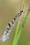 Megistopus flavicornis