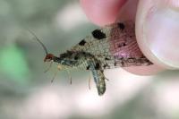 Osmylus fulvicephalus