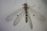 Megistopus flavicornis