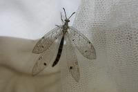 Distoleon tetragrammicus
