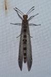 Megistopus flavicornis