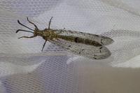 Distoleon tetragrammicus
