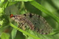 Osmyle à tête jaune