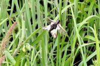 Libelloides coccajus