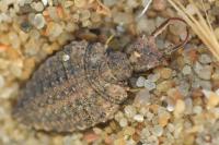 Distoleon tetragrammicus