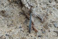 Creoleon lugdunensis