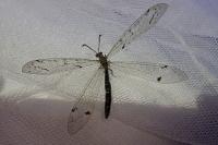 Distoleon tetragrammicus