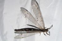 Distoleon tetragrammicus