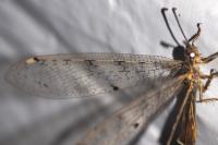 Distoleon tetragrammicus