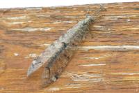 Distoleon tetragrammicus