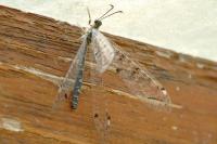 Distoleon tetragrammicus
