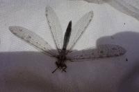 Synclisis baetica