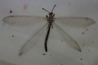 Creoleon lugdunensis