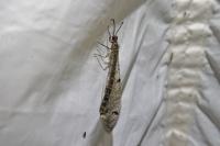 Distoleon tetragrammicus
