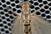 Creoleon lugdunensis