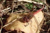 Sympetrum striolatum