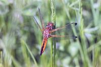 Libellula fulva