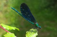 Calopteryx virgo
