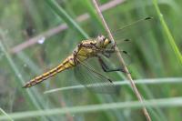 Orthetrum cancellatum