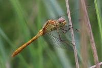 Sympetrum meridionale
