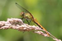 Sympetrum sanguineum