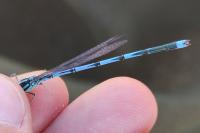 Erythromma lindenii