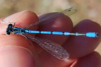 Coenagrion puella